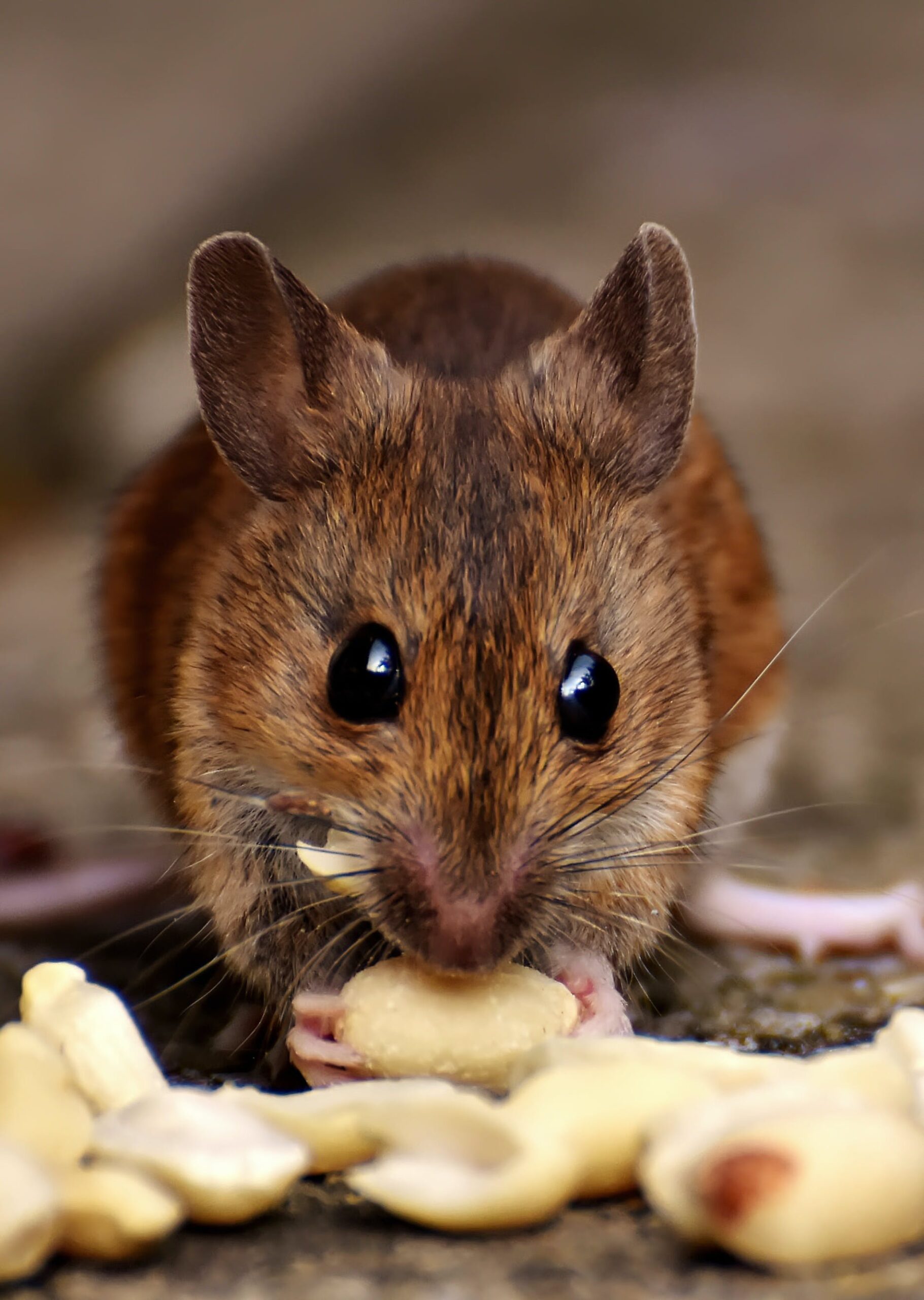 Rodent Removal in Texas with Innovative Solutions